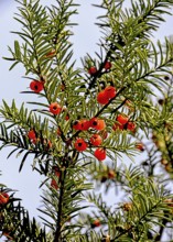 Fruits on a European yew tree, southern Germany