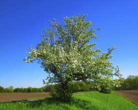 Pear tree, Lake Constance region, Germany