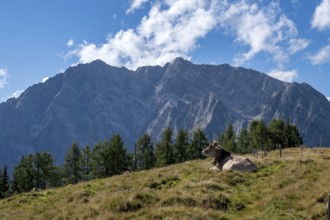 Cow on the Gotzenalm alpine meadow with the Watzmann and its east face, Berchtesgaden National