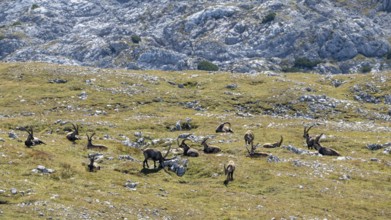 A herd of Alpine ibex (Capra ibex) on the summit of the Kahlersberg, Berchtesgaden National Park,