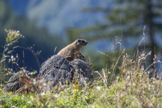Alpine marmot (Marmota marmota) on the Priesbergalm in Berchtesgaden National Park, Bavaria,