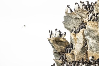 Common guillemots (Uria aalge) crowd together on a rocky cliff in their breeding colony in a