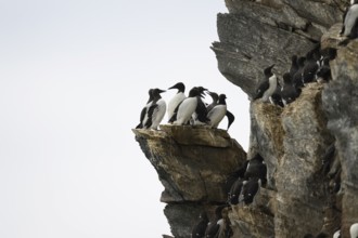 A group of guillemots (Uria aalge) on a high rock in a harsh environment, Hornoya, Vardø, Finnmark,