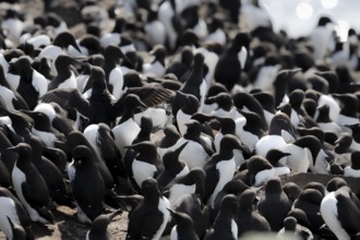 Tightly packed group of black and white guillemots (Uria aalge) on rocks in their breeding colony,