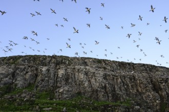 Large guillemot flock (Uria aalge) over rocky cliff in blue sky, Hornoya, Vardø, Finnmark, Norway