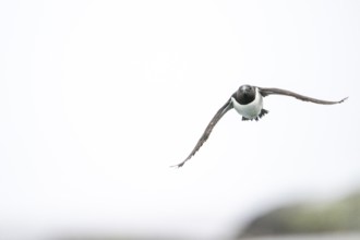 A razorbill (Alca torda) flies alone with outstretched wings in the bright sky, Hornoya, Vardø,