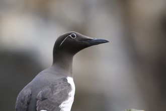Red guillemot (Uria aalge) in profile in soft light against a blurred background, Hornoya, Vardø,