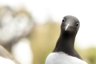 Close-up of a curious looking guillemot (Uria aalge) in front of a blurred background, Hornoya,