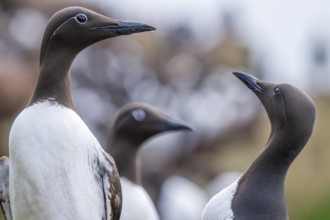 Two ringed guillemots and a common guillemot (Uria aalge) standing together in a communicative