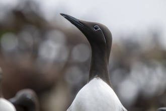 Close-up of a ringed guillemot (Uria aalge) with raised head and sharp gaze, Hornoya, Vardø,