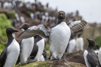 Common guillemot (Uria aalge) presents itself with spread wings in front of similar common