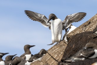 Common guillemot (Uria aalge) spreading wings, standing on rocky ground, surrounded by other common