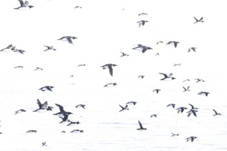 Black and white guillemots (Uria aalge) flying in large numbers against an empty, light-coloured