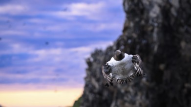 A single guillemot (Uria aalge) flying dynamically in front of a rocky background at sunset with a