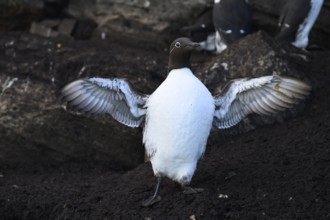 A guillemot (Uria aalge) spreads its wings at dusk on a dark ground near a rock, Hornoya, Vardø,