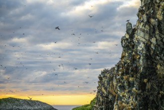 Flocks of guillemots (Uria aalge) fly over the coastal cliffs while the sky glows in evening