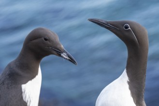A guillemot and a ringed guillemot (Uria aalge) with contrasting plumage markings stand against a