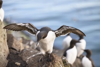 A common guillemot (Uria aalge) spreads its wings and stands on a rock by the water, surrounded by