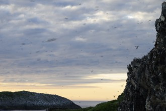 Coastal landscape with flying guillemots (Uria aalge) flying over the rocks under a cloudy sky at