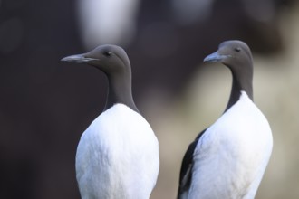 Two common guillemots (Uria aalge) standing upright next to each other in a group, Hornoya, Vardø,