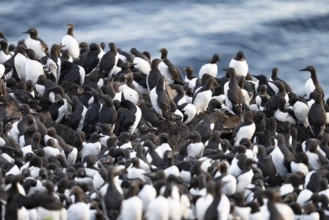 A large colony of common guillemots (Uria aalge) gather at their breeding site by the sea, Hornoya,