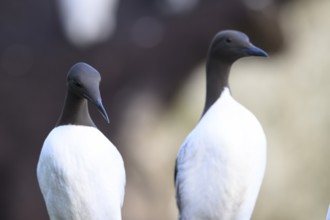 Two guillemots (Uria aalge) standing close to each other and looking in the same direction,