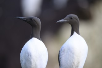 Two common guillemots (Uria aalge) carefully observing their surroundings, Hornoya, Vardø,
