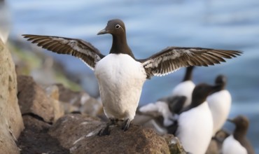 A guillemot (Uria aalge) spreads its wings on a rock by the sea in the background are more