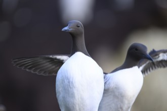 Two common guillemots (Uria aalge) with spread wings one looking into the camera, Hornoya, Vardø,