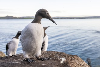 A trio of guillemots (Uria aalge) sitting on a rock overlooking calm water under a clear sky,