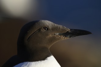 Close-up of a guillemot (Uria aalge) s with detailed plumage in soft evening light, Hornoya, Vardø,