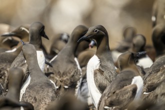 Close-up of common guillemots (Uria aalge) in a close group in their breeding colobnia, Hornoya,
