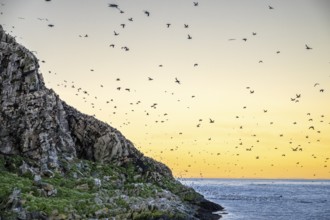 Common guillemots (Uria aalge) flying over the ocean the Barents Sea next to a rocky cliff at