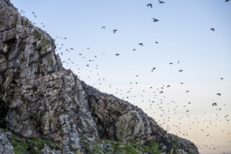 Common guillemots (Uria aalge) flying over a rocky cliff in the evening sky, Hornoya, Vardø,