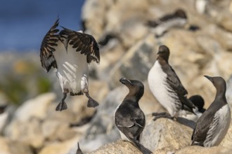 Common guillemots (Uria aalge) on a rock, one lands while others watch, Hornoya, Vardø, Finnmark,