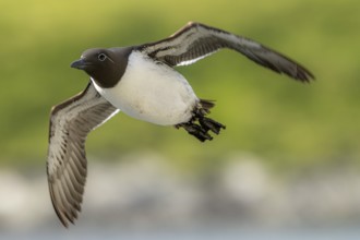 A flying guillemot (Uria aalge) with a green, blurred background, Hornoya, Vardø, Finnmark, Norway