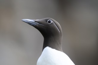 Lateral portrait of a guillemot (Uria aalge) head with clear view and blurred background, Hornoya,