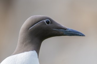 Close-up of a guillemot head (Uria aalge), showing details of the plumage and beak, Hornoya, Vardø,