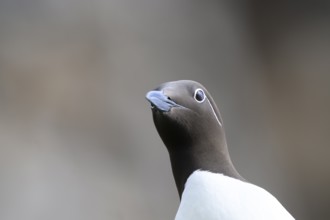 Guillemot (Uria aalge) head portrait looking curiously upwards against a blurred background,