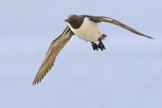 A guillemot (Uria aalge) in the air with outstretched wings against a blue sky, Hornoya, Vardø,
