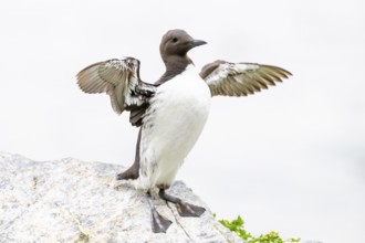 A guillemot (Uria aalge) stands on a rock with outstretched wings, background in soft white,