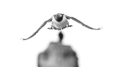 A guillemot (Uria aalge) in black and white flight against a blurred background, Hornoya, Vardø,