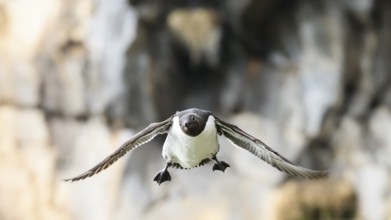 Close-up of a flying guillemot (Uria aalge) in front of rocks Bird looking funny into the camera,