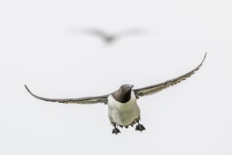 A guillemot (Uria aalge) in flight against a bright sky, Hornoya, Vardø, Finnmark, Norway