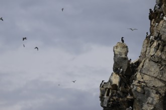 Guillemots (Uria aalge) on a rocky outcrop against a cloudy sky, Hornoya, Vardø, Finnmark, Norway