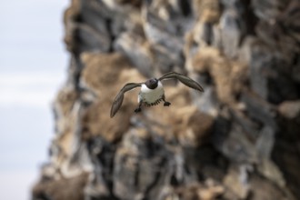 A guillemot (Uria aalge) flying in front of a rocky backdrop, Hornoya, Vardø, Finnmark, Norway