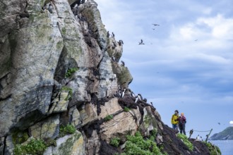 Two people watching guillemots (Uria aalge) on a rock under a cloudy sky, Hornoya, Vardø, Finnmark,