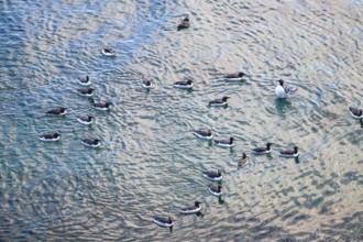 A group of guillemots (Uria aalge) swim in water that has been penetrated by the sun and shows