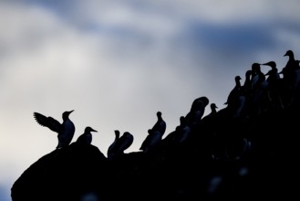 Guillemots (Uria aalge) silhouettes on a rock at sunset, Hornoya, Vardø, Finnmark, Norway