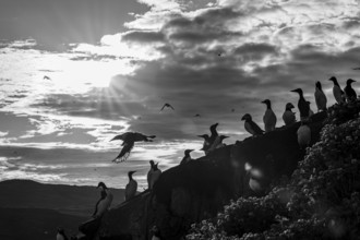 A group of guillemots (Uria aalge) on a rock at dramatic sunset in black and white, Hornoya, Vardø,